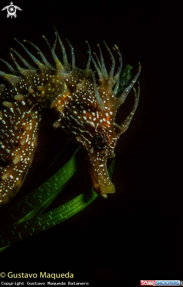 A Caballito de mar