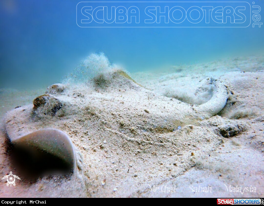 A Blue spoted stingray
