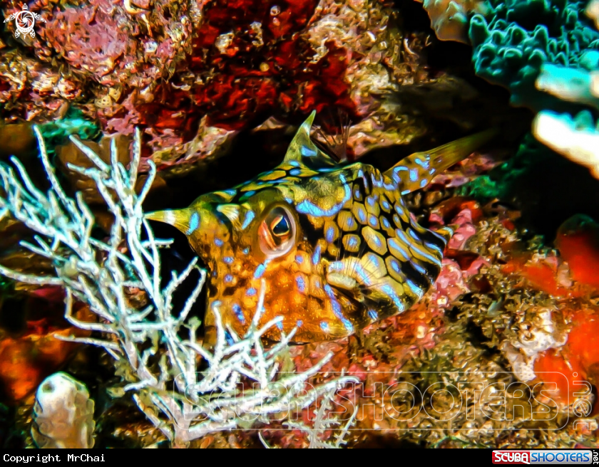 A Rainbow box fish