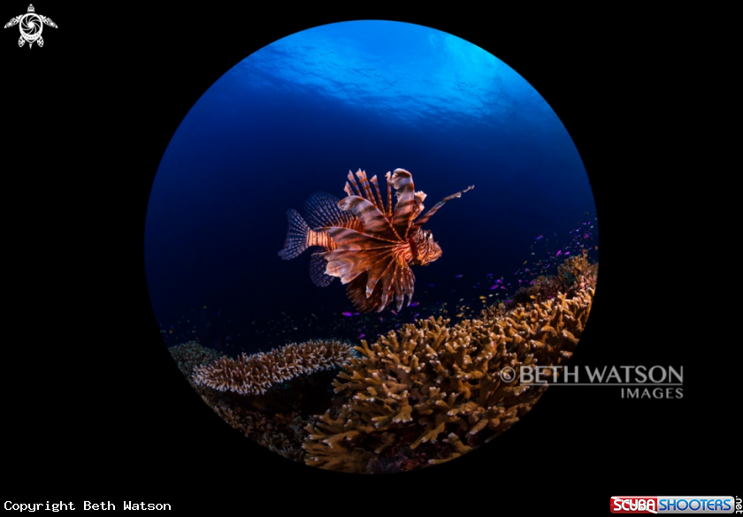 A Lionfish