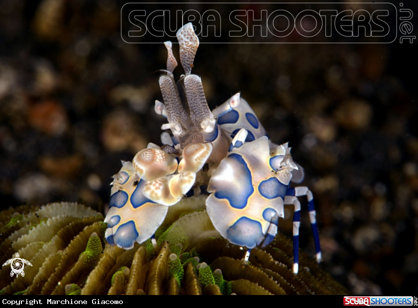 A Arlequin shrimp