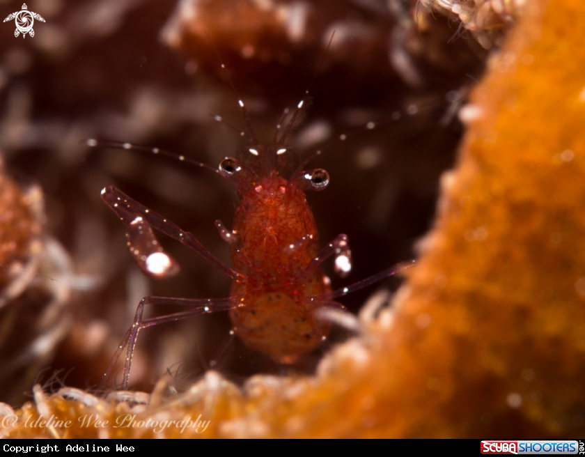 A White footed shrimp