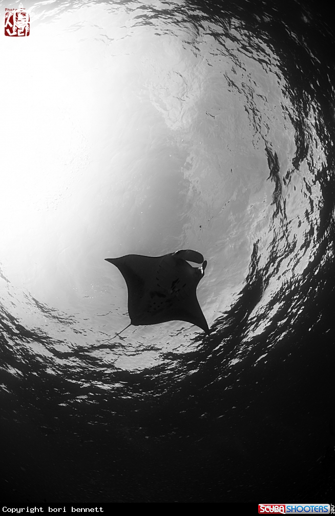 A Manta