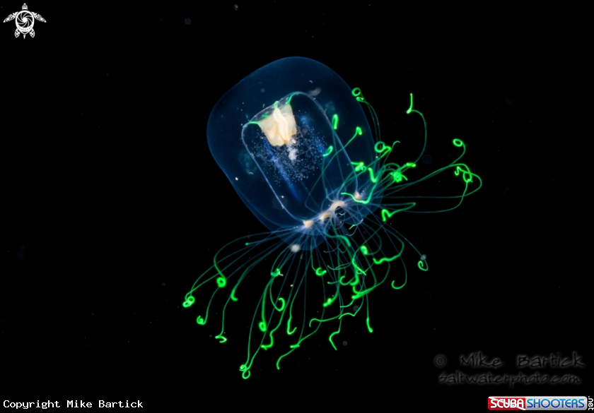 A Jellyfish