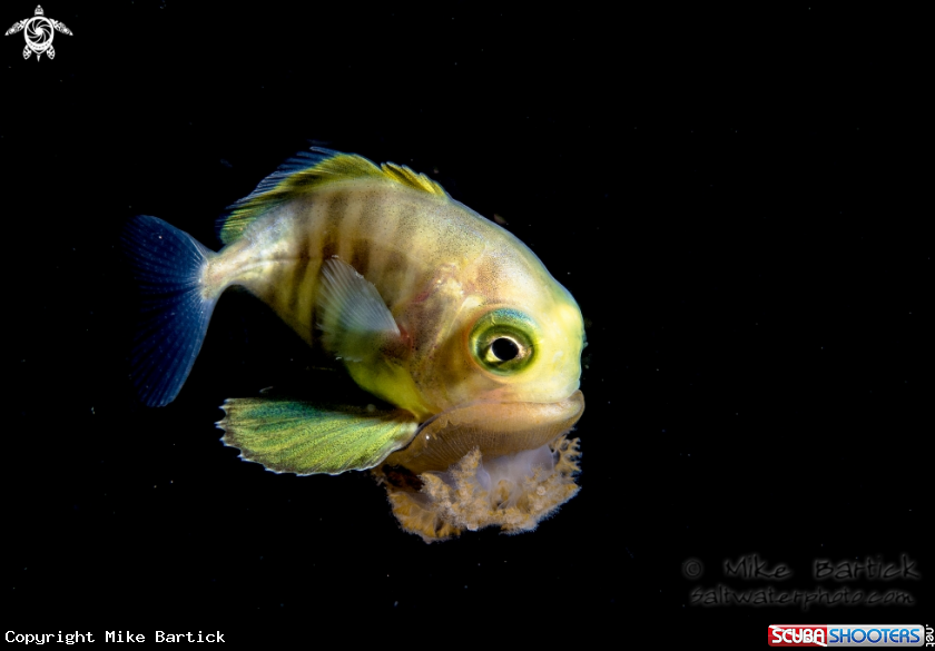 A Either juvenile trevally or sea bream