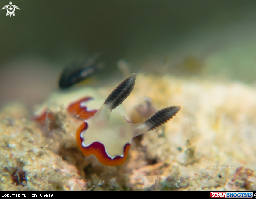 A Nudibranch