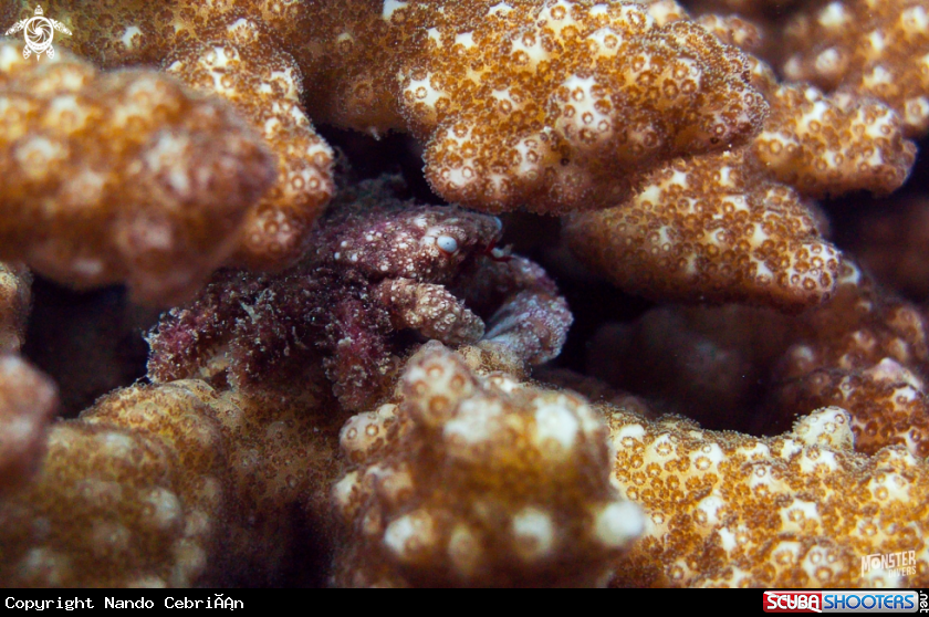 A Blue_eyed furry crab