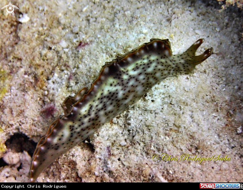 A Ornate elysia or Ornate leaf slug