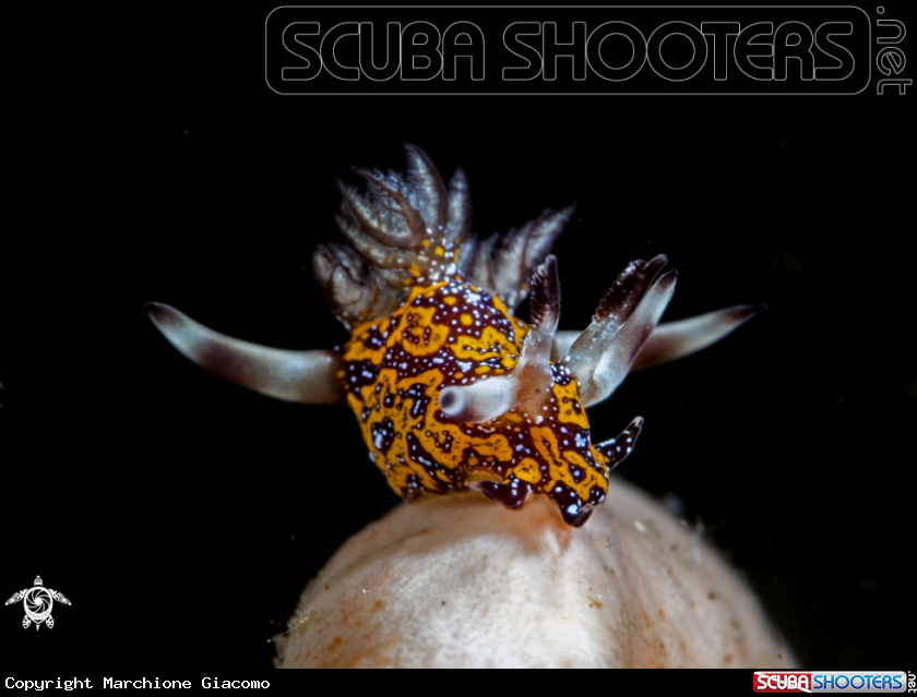 A Miamira sinuata