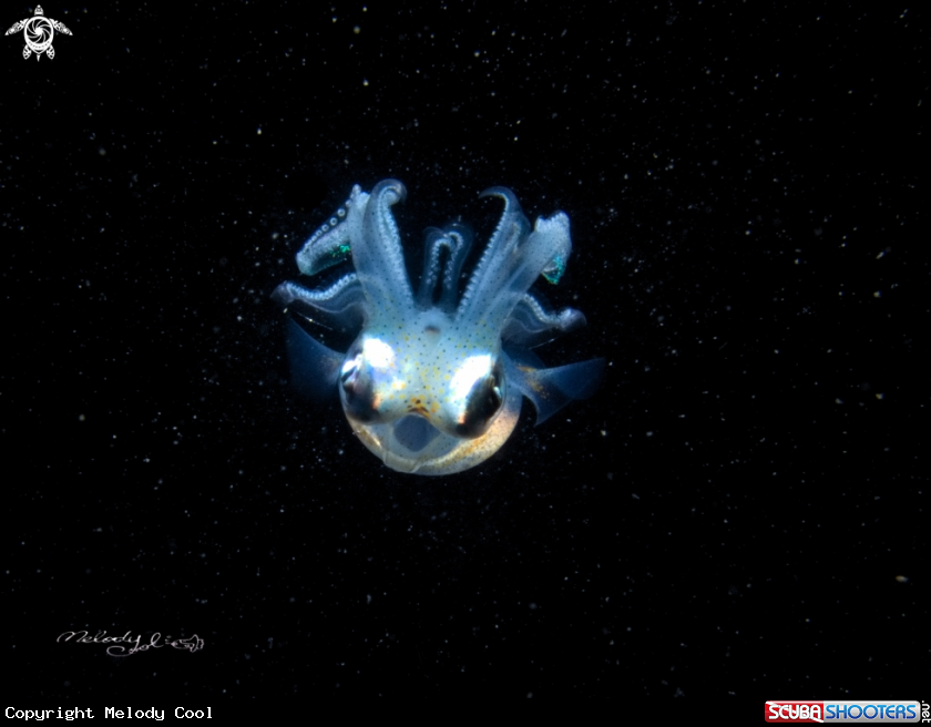 A Squid