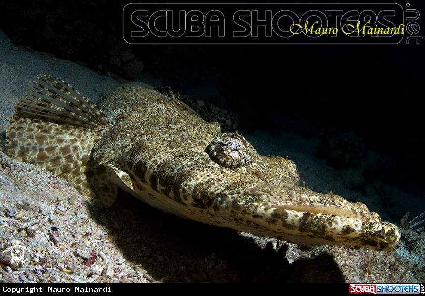 A Crocodile fish