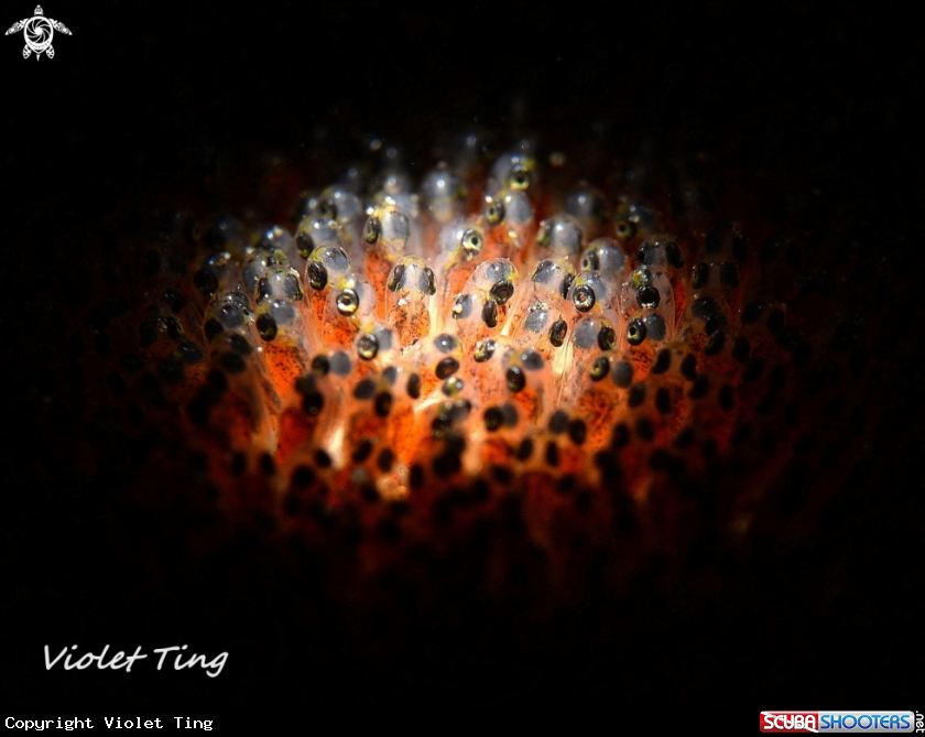 A Clownfish`s Babies