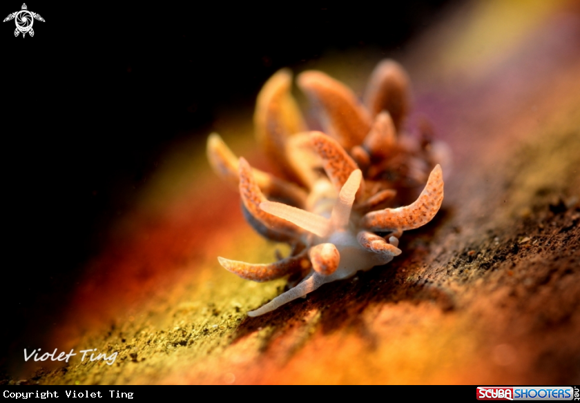A Nudibranch