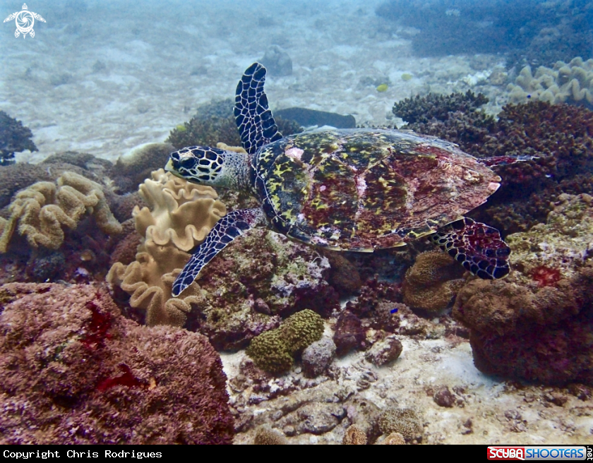 A Hawksbill sea turtle