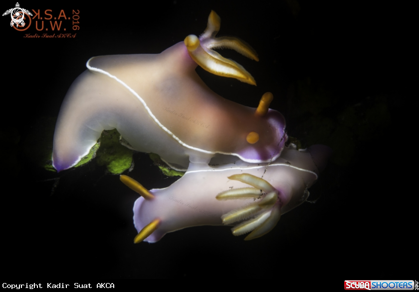 A Nudibranches
