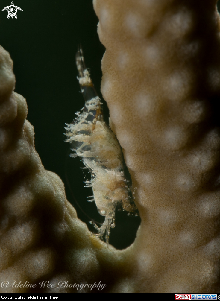 A Nicholson's Shrimp 