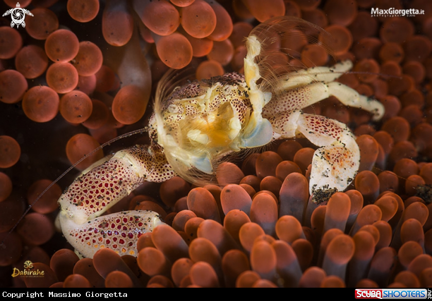 A porcellain crab