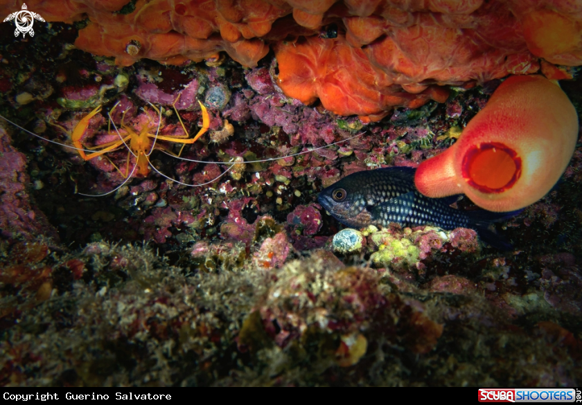 A Stenopus spinosus, Chromis chromis,