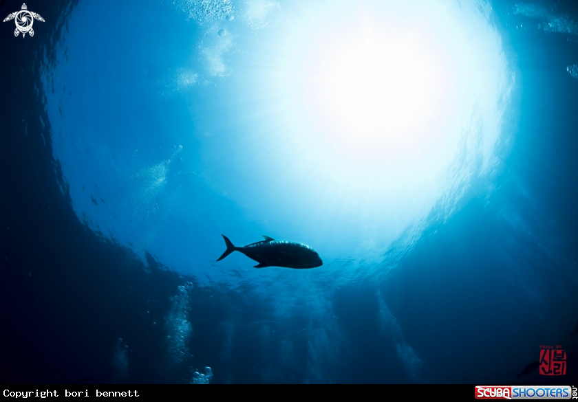 A Trevally