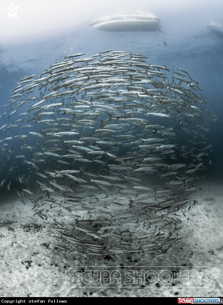 A Chevron Barracuda