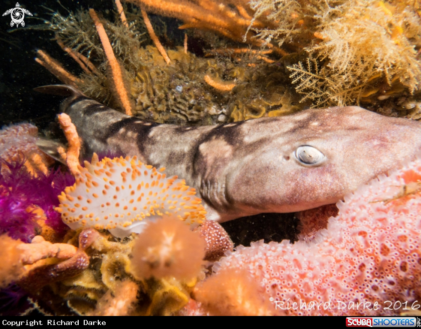 A Puffadder shyshark & Gasflame Nudibranch