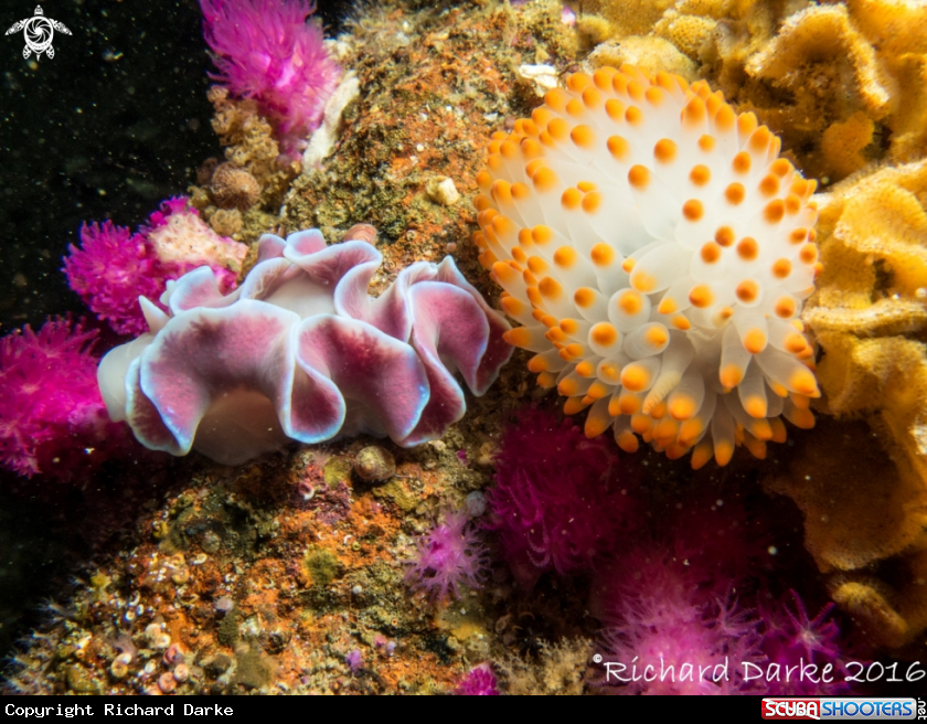 A Frilled And Gasflame Nudibranch
