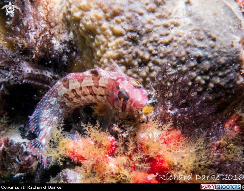 A Speckled klipfish