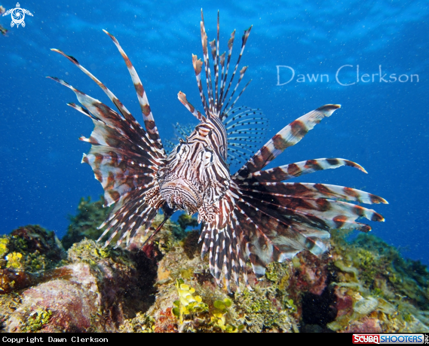 A Red Lionfish