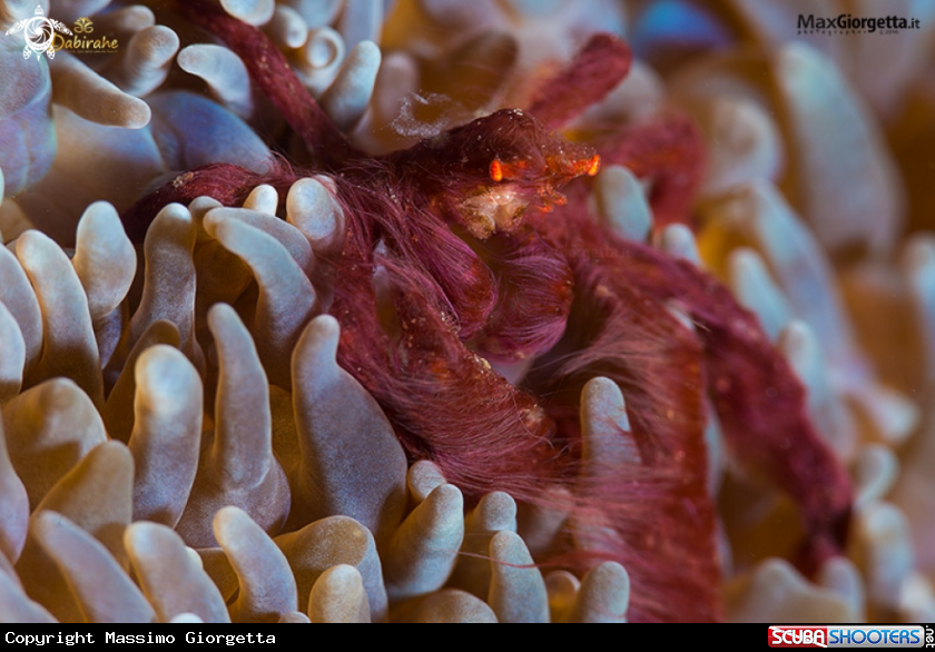 A orang crab