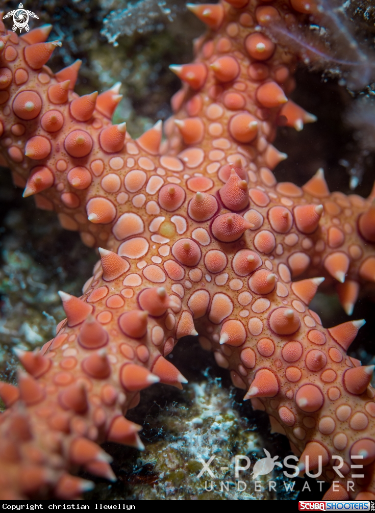 A starfish