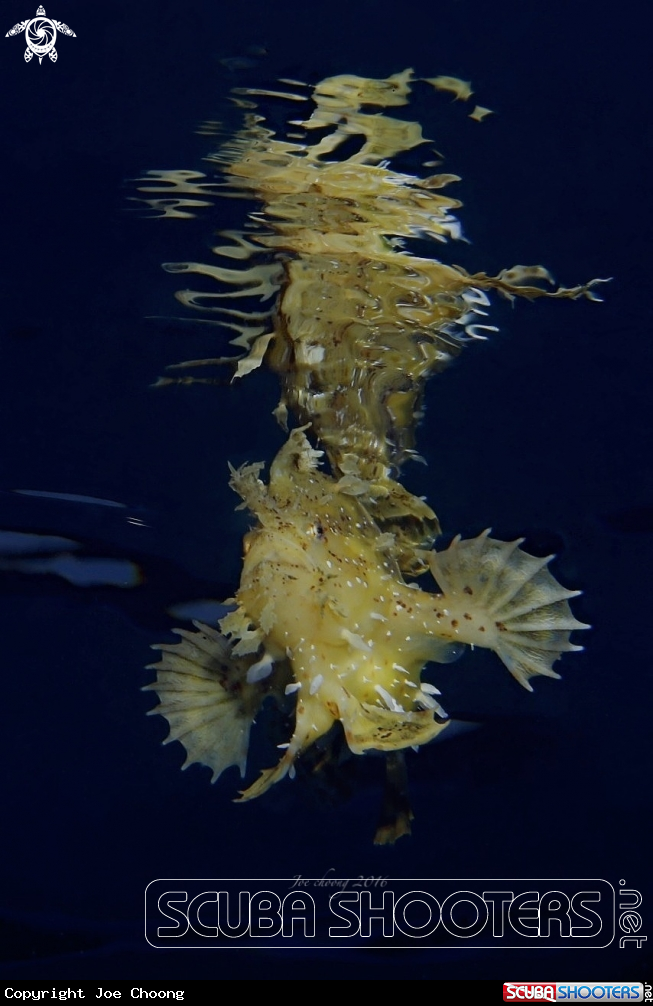 A Sargassum frogfish 