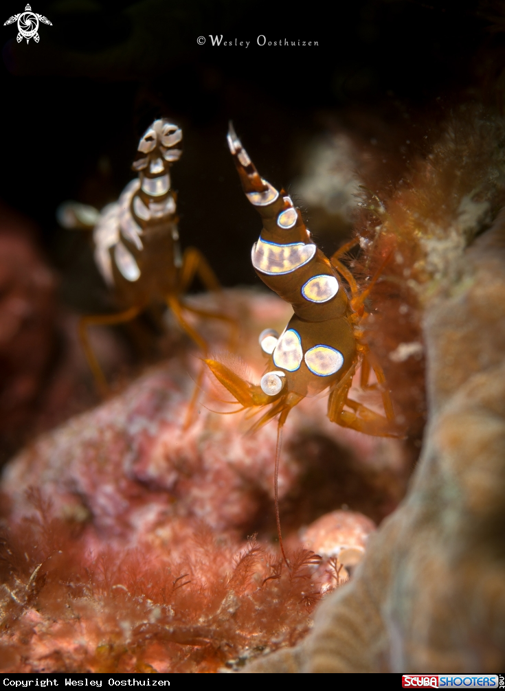 A Sexy Shrimp