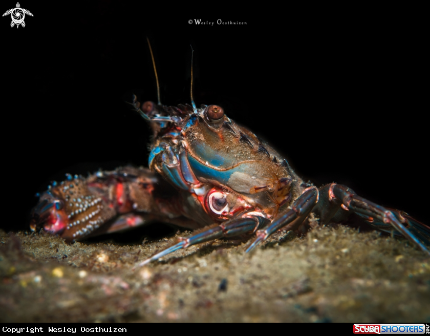 A Swimming Crab