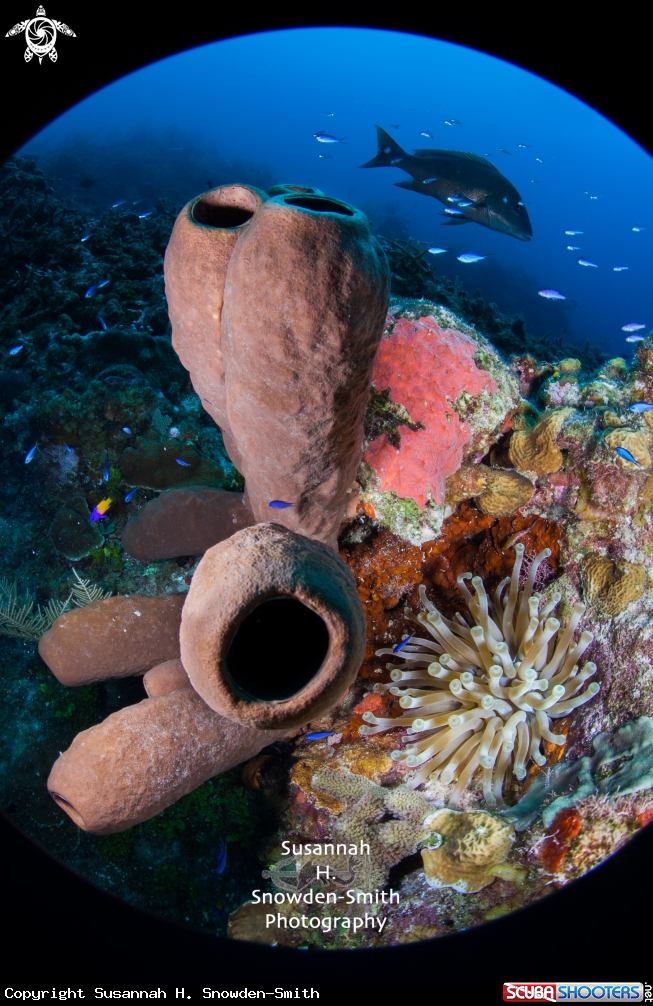 A Variety of sea life