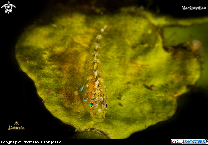 A trasparence goby