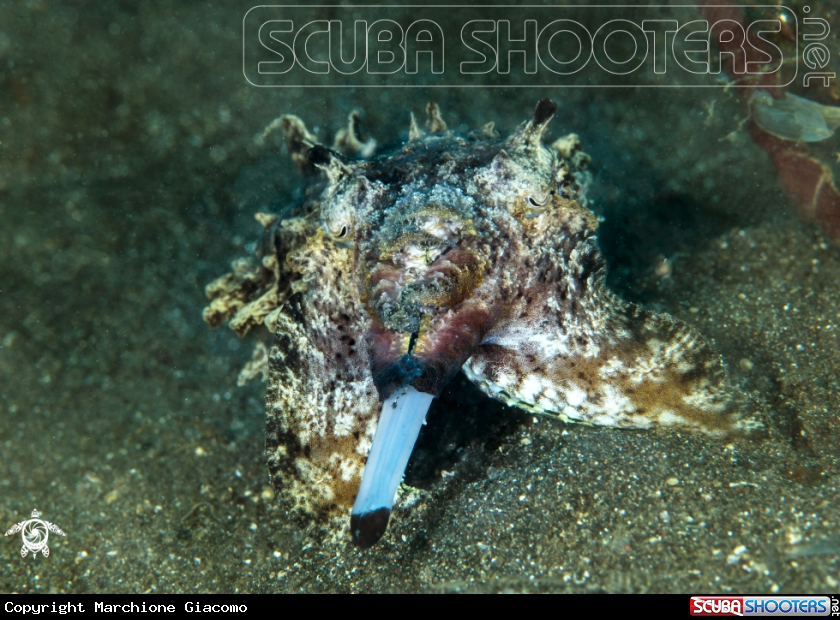A Flamboyant cuttlefisf