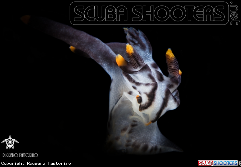 A Pikachu nudibranch