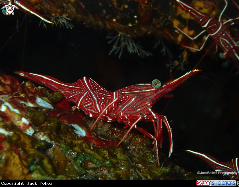 A Hinged Beak Shrimp
