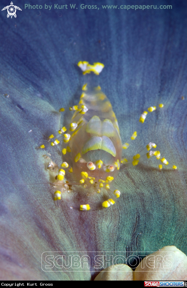 A Partner Shrimp