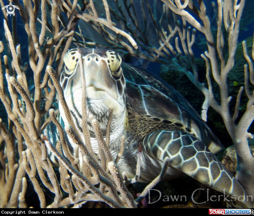 A Green Turtle