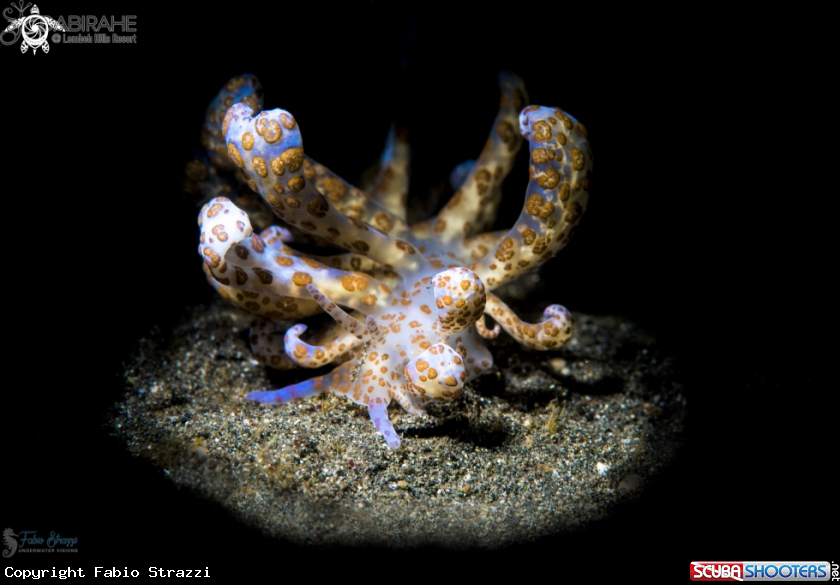 A Solar Power Nudibranch