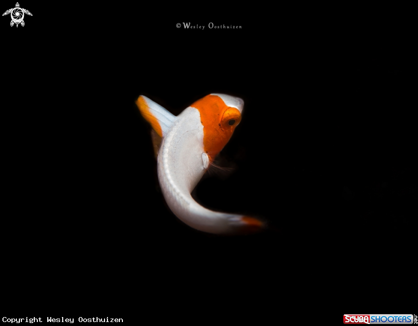 A Juvenile Spotted Parrotfish