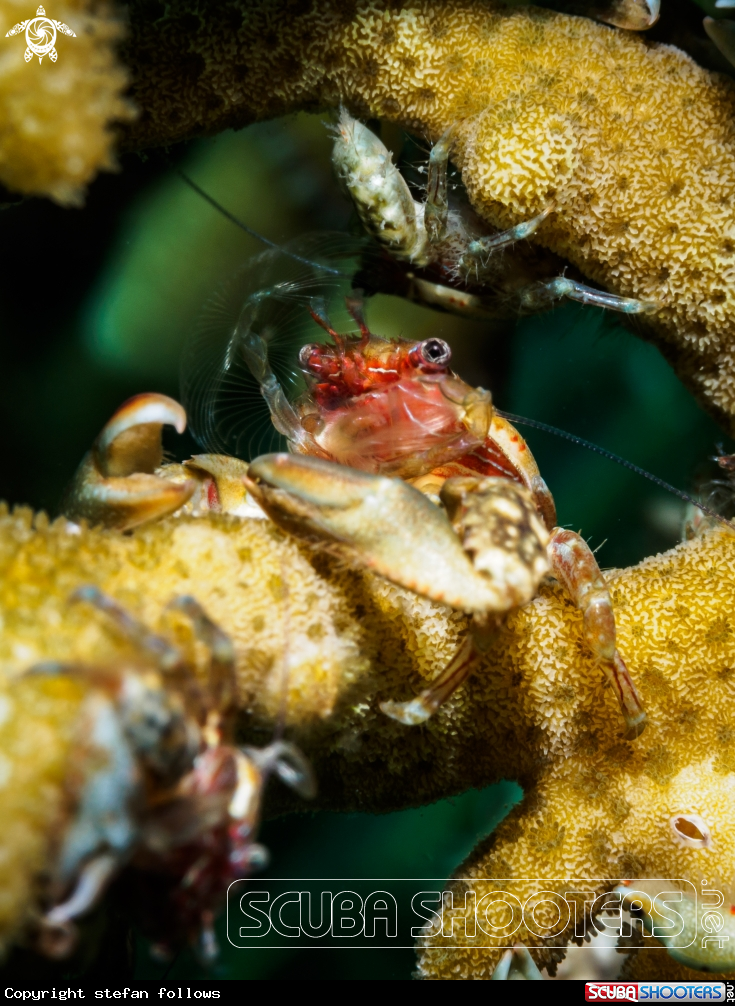 A Porcelain Crab