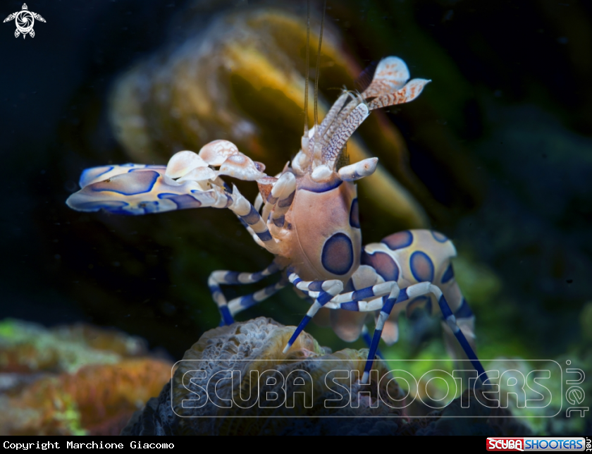 A Arlequin shrimp