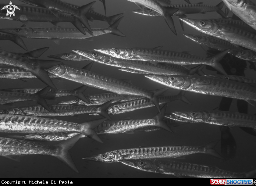 A Barracuda