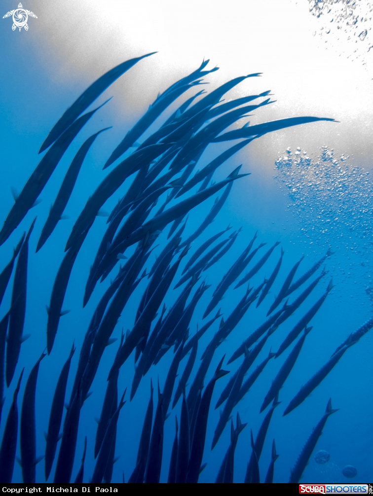 A Barracudas