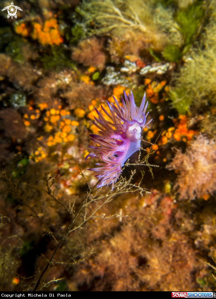 A Flabellina affinis