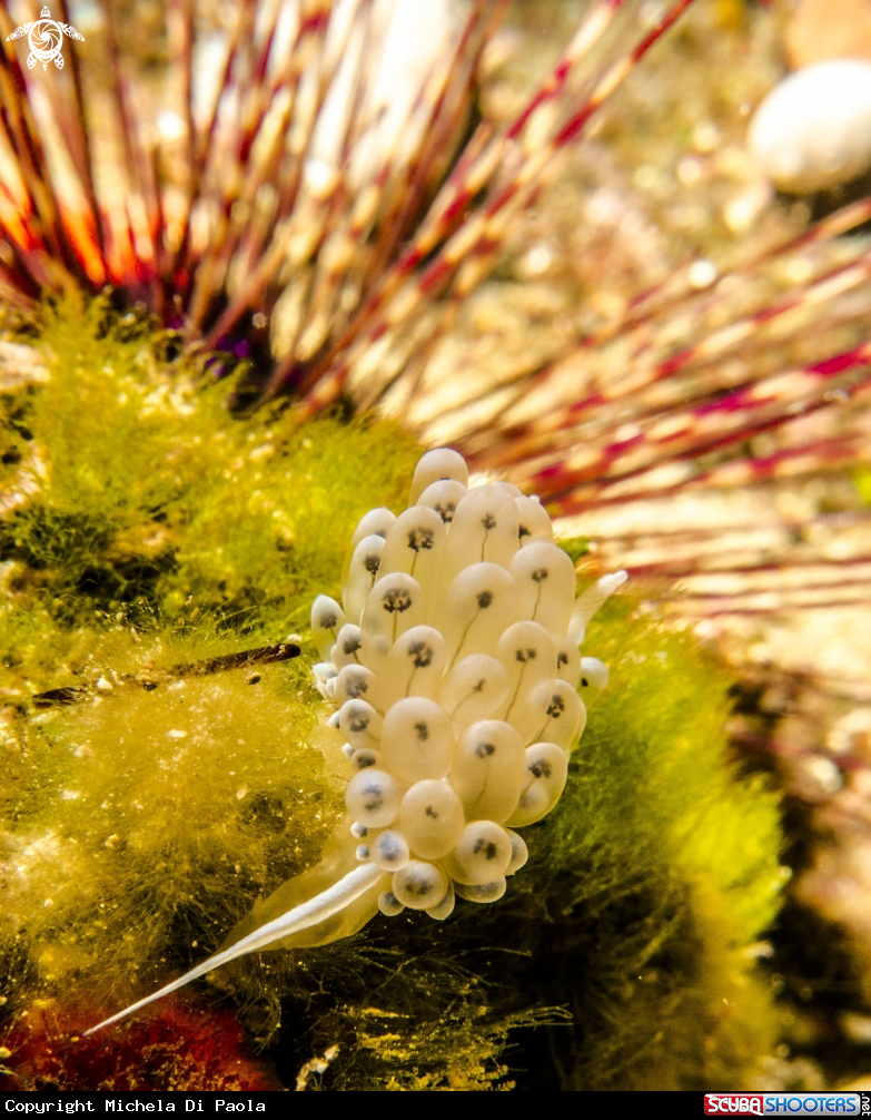A Nudibranco