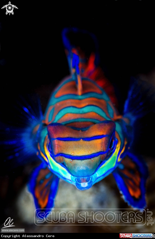 A Mandarin fish