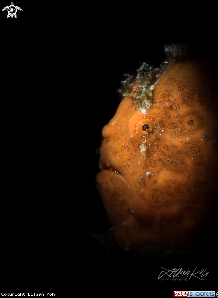 A Juvenile Frogfish
